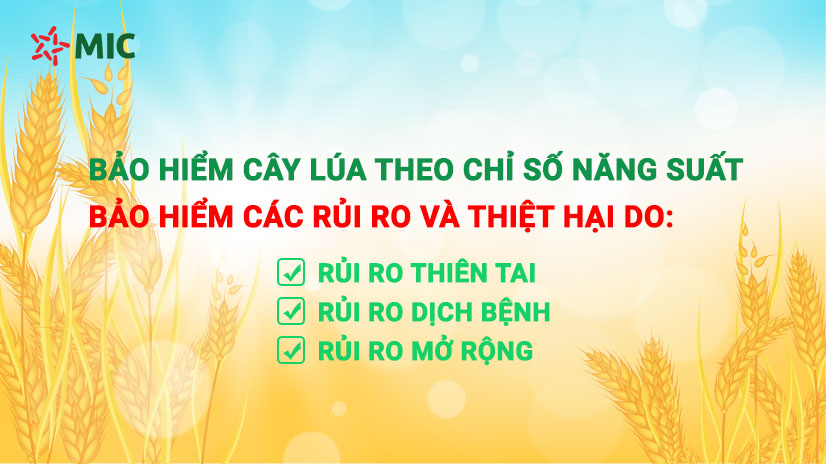 Bảo hiểm cây lúa theo chỉ số năng suất